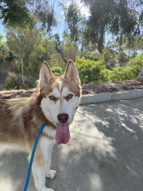 adoptable Dog in San Pedro, CA named CHARLIE