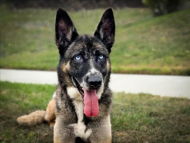 adoptable Dog in San Pedro, CA named STETSON