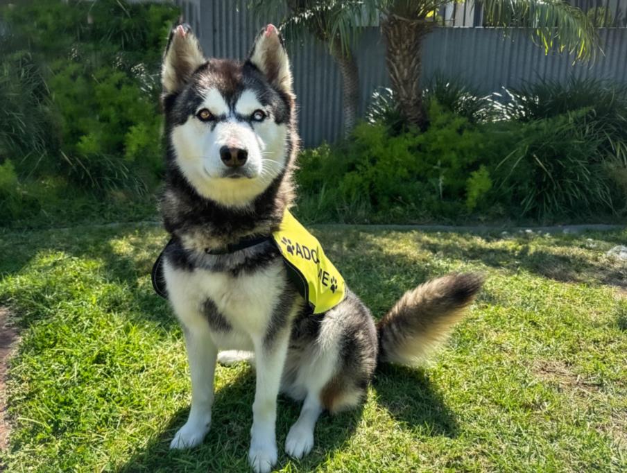 adoptable Dog in San Pedro, CA named SKY