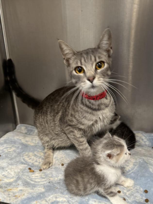 adoptable Cat in San Pedro, CA named JILLY