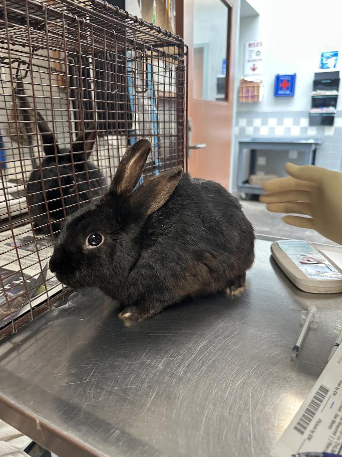 adoptable Rabbit in San Pedro, CA named YOSEMITE