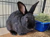 adoptable Rabbit in San Pedro, CA named VELVET