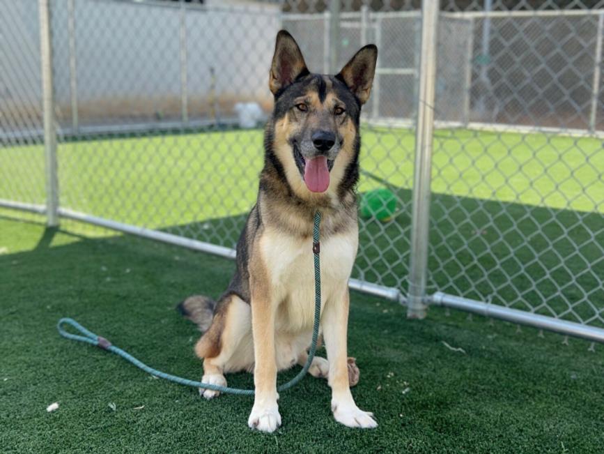 adoptable Dog in San Pedro, CA named TYSON