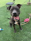 adoptable Dog in San Pedro, CA named ADDY