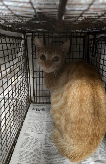 adoptable Cat in San Pedro, CA named A2160208