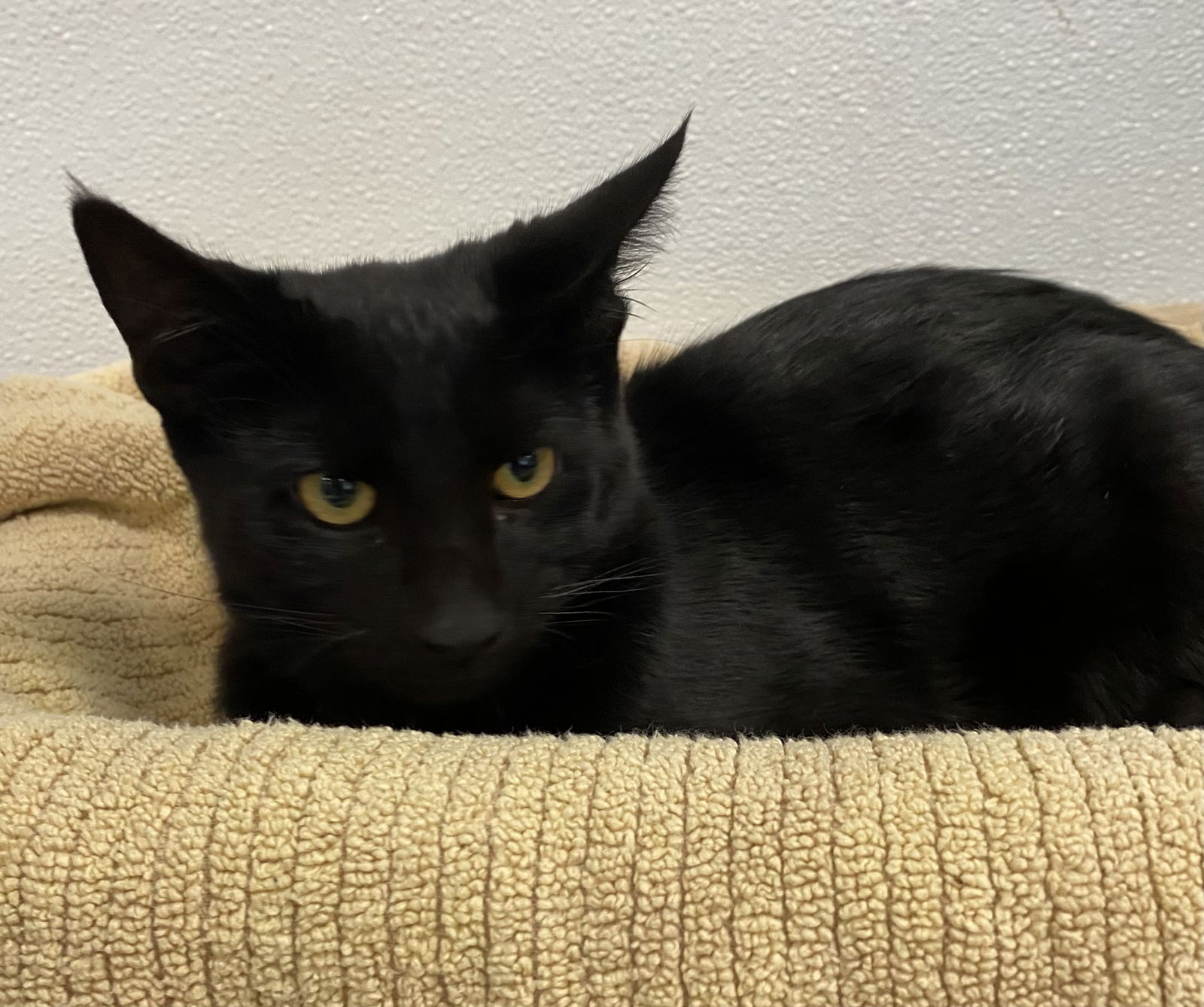 adoptable Cat in San Pedro, CA named GENIE