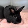 adoptable Rabbit in  named OREO