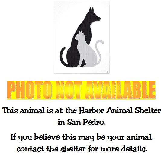 adoptable Cat in San Pedro, CA named A2161095