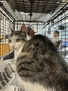 adoptable Cat in San Pedro, CA named CANDY