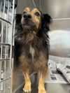 adoptable Dog in  named RENO