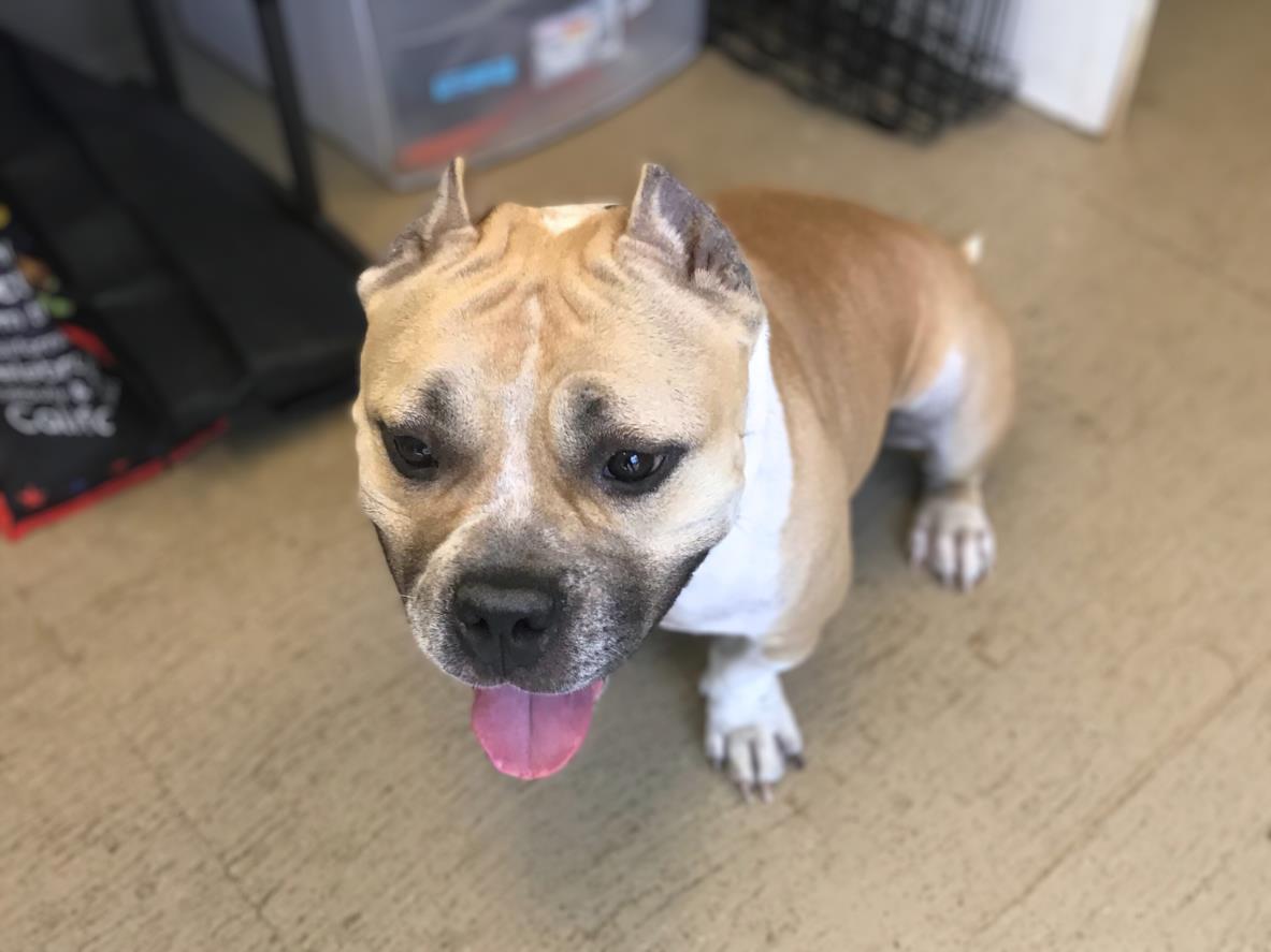 adoptable Dog in San Pedro, CA named SWEETIE