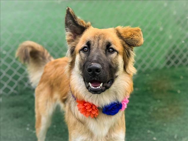 adoptable Dog in San Pedro, CA named HEIDI