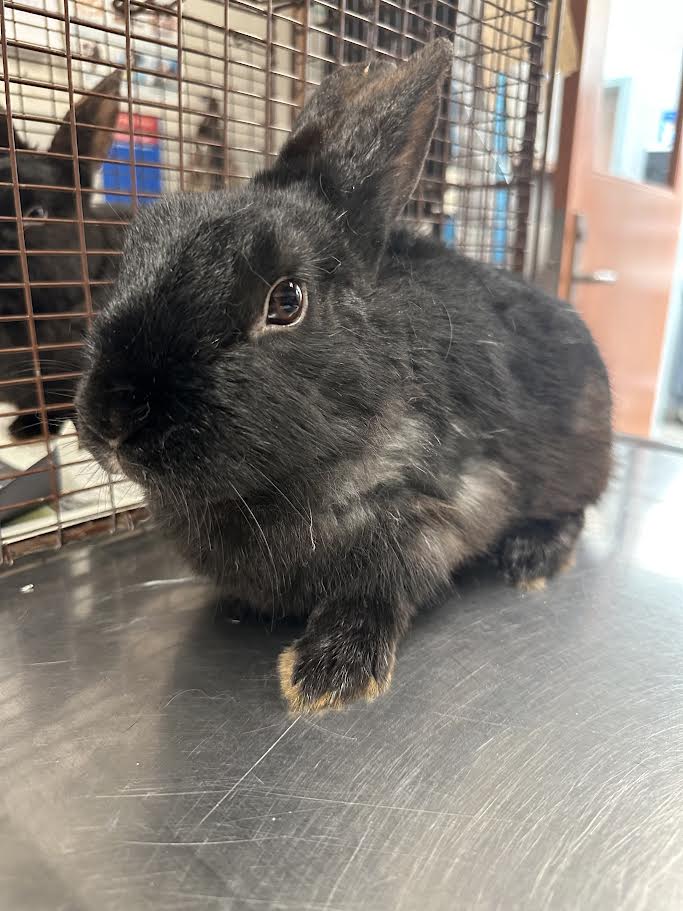 adoptable Rabbit in San Pedro, CA named THUMPER