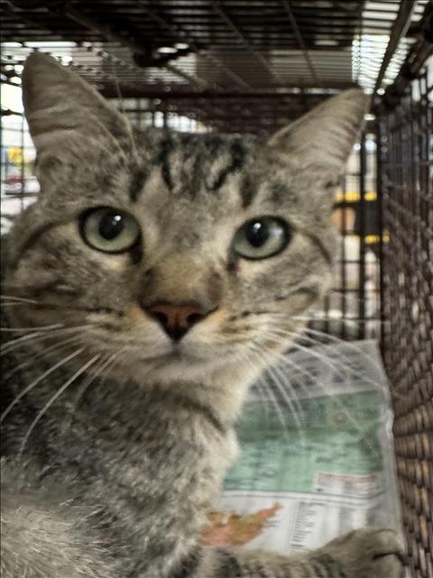 adoptable Cat in San Pedro, CA named HENRY JR