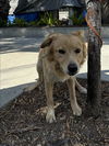 adoptable Dog in San Pedro, CA named NALA