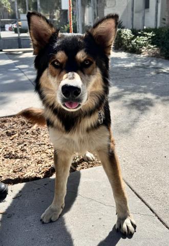 adoptable Dog in San Pedro, CA named MAX