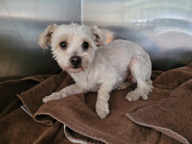 adoptable Dog in San Pedro, CA named CASPER