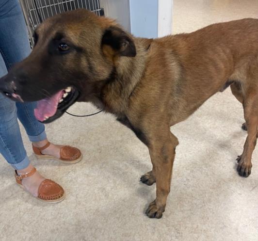 adoptable Dog in San Pedro, CA named CALEB