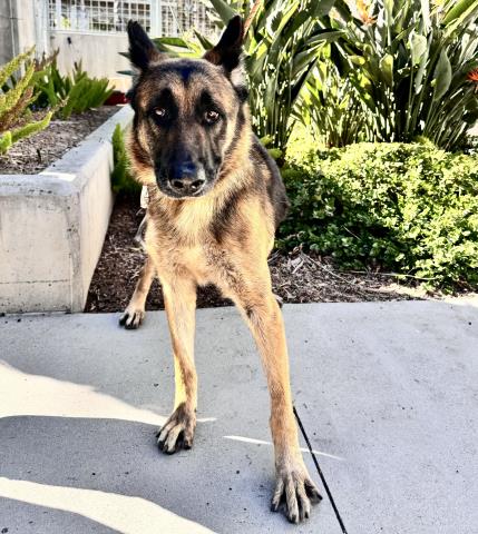 adoptable Dog in San Pedro, CA named RESI