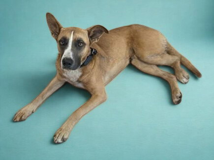 RALPHIE - German Shepherd Dog available for adoption