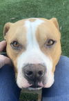 adoptable Dog in  named TANNER