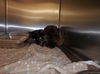 adoptable Cat in  named COCO