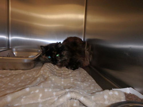 picture of the cat needing adoption
