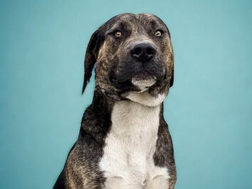 PESO - Pit Bull Terrier available for adoption