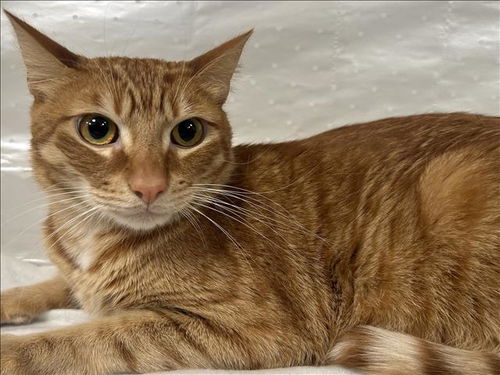 picture of the cat needing adoption