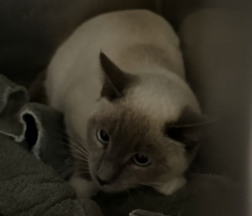 picture of the cat needing adoption