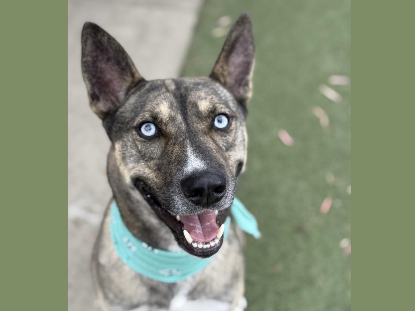 adoptable Dog in San Pedro, CA named DUKE HAMILTON