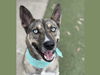 adoptable Dog in  named DUKE HAMILTON