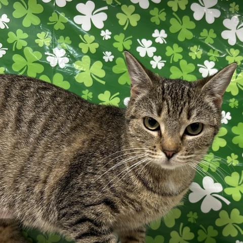 picture of the cat needing adoption