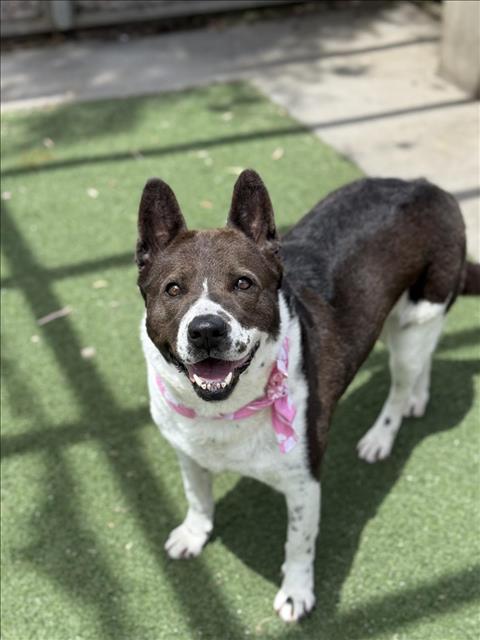 picture of the dog needing adoption
