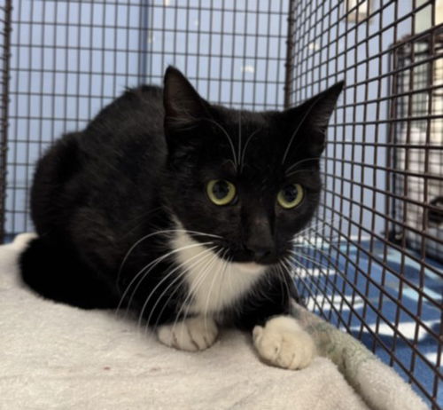 picture of the cat needing adoption