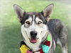 adoptable Dog in  named FRIDA