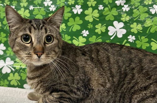 picture of the cat needing adoption