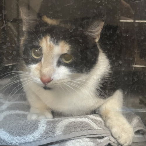 picture of the cat needing adoption