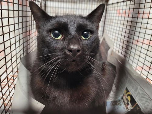 picture of the cat needing adoption