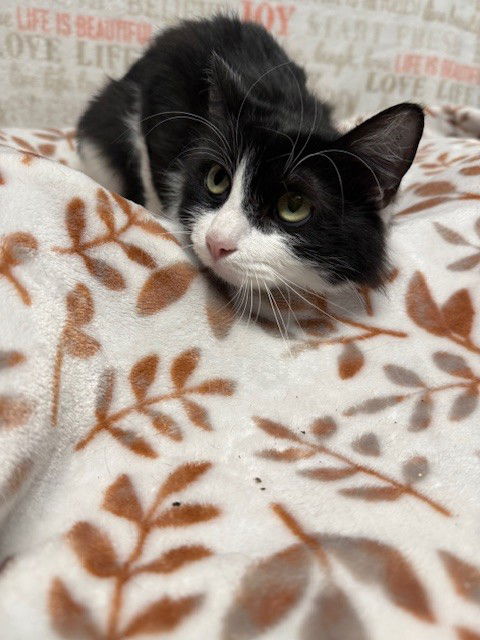 adoptable Cat in San Pedro, CA named LUNA