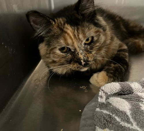 picture of the cat needing adoption