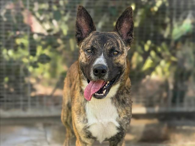 adoptable Dog in San Pedro, CA named MILO