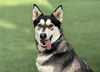 adoptable Dog in  named MILO BOY