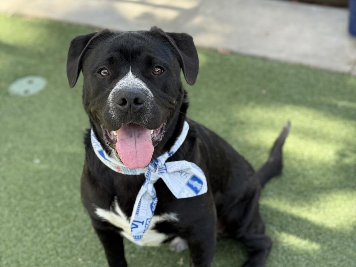 adoptable Dog in San Pedro, CA named OLLIE