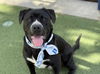adoptable Dog in  named OLLIE