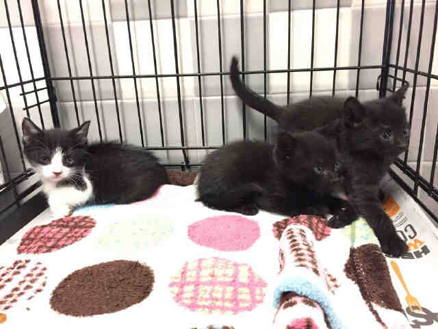 adoptable Cat in San Pedro, CA named A1899084
