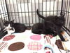 adoptable Cat in san pedro, CA named A1899084