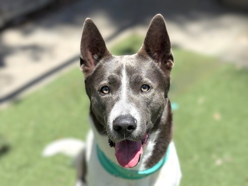 LUCAS - Siberian Husky available for adoption