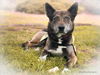 adoptable Dog in  named ARCHIE