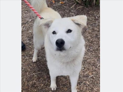 picture of the dog needing adoption